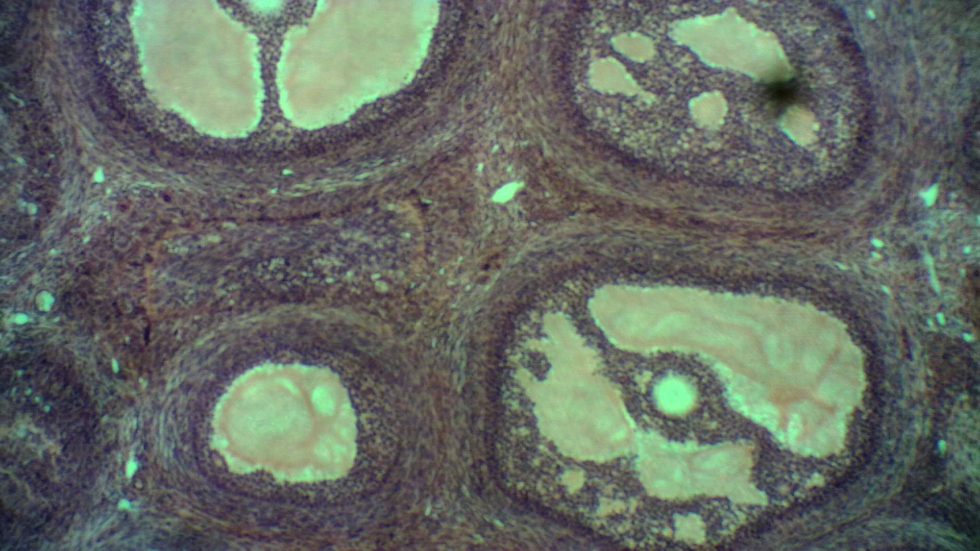 фотография яцеклетки на приближение 4X  в кружке Микробиологии ДЦТ г. Приозерска.